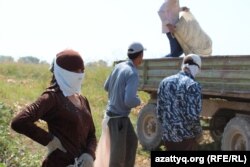 Таразы басында жинаған мақтасын өткізіп тұрған өзбек келіншегі. Терімшілердің көбі күннен қорғану және шаң жұтпау үшін беттерін орамалмен тұмшалап алады. Оңтүстік Қазақстан облысы Мақтарал ауданы, 20 қыркүйек 2016 жыл.