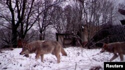 Ілюстрацыйнае фота. Ваўкі ў Чарнобыльскай зоне