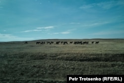 Қарағанды облысы Қарқаралы ауданында далада жайылып жүрген бір үйір жылқы. 8 қазан, 2024 жыл.