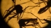 Комары вида Aedes aegypti под лабораторным стеклом