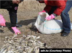 Жайық өзенінен өлі балық тазартуға жергілікті тұрғындар да көмектескен. Сурет "Ақжайық" басылымының сайтынан алынған.