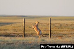 Құлан "Алтын Дала" резерватының қоршауынан секіріп өтпек. Қостанай облысы, 19 маусым 2022 жыл.