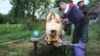 Belarus - Firing a pig in the village Budcha of Hantsavichy region. 9Jul2016