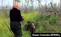 На летнем маршруте возле Шевыкана одного из коней затянуло в болото