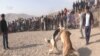 Tajikistan -- dog war in Hisor district, 24Oct2016