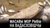 На Днепра-Брагінскім вадасховішчы — масавы мор рыбы. ВІДЭА